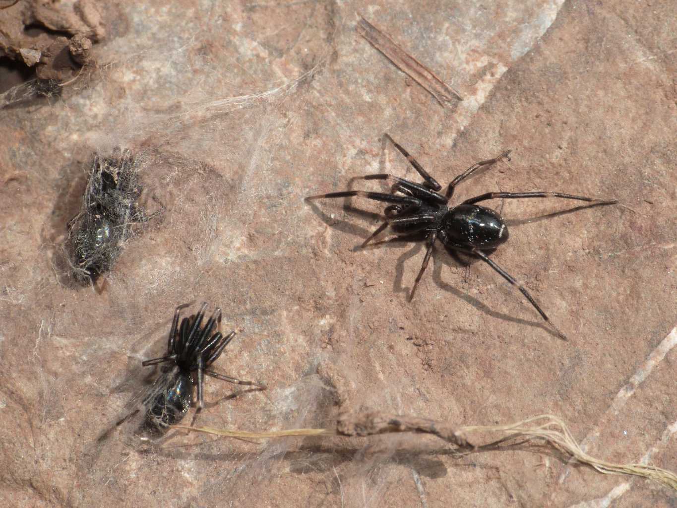Liophrurillus flavitarsis - Tolfa (RM)